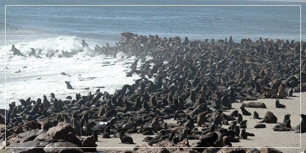 Bild: Robbenkolonie bei Cape Cross