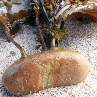 Bild: Fundstücke am Strand