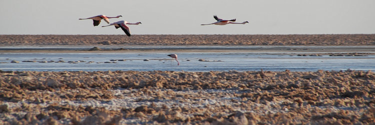 Bild: Flamingos in der Salar de Atacama