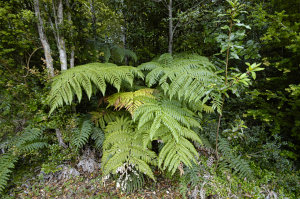 Bild: Farne im Valdivianischen Regenwald