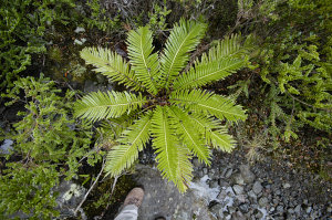 Bild: Farne im Valdivianischen Regenwald