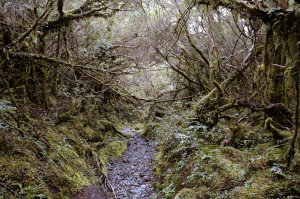 Bild: Im Valdivianischen Regenwald