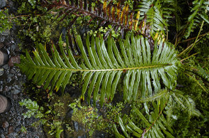 Bild: Im Valdivianischen Regenwald