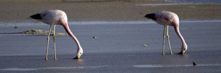 Bild: Flamingos in der Salar de Atacama