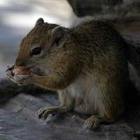 Bild: Eichhörnchen