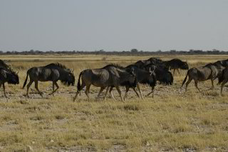 Bild: Eine grosse Herde Gnus