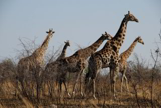 Bild: 5 Giraffen