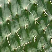 Kaktus am Wegesrand