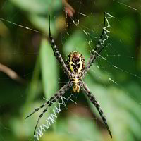 Eine schöne grosse Spinne
