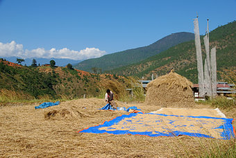 Bild: Bäuerin beim Auslegen von Reis zum Trocknen