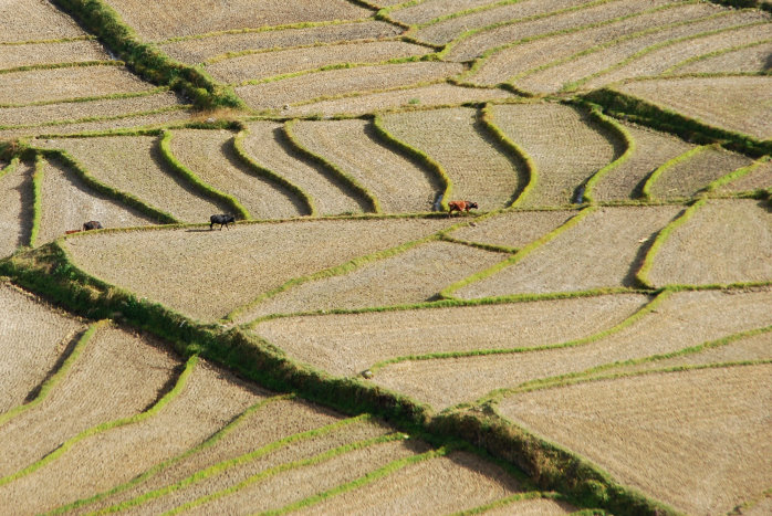 abgeerntete Reisfelder