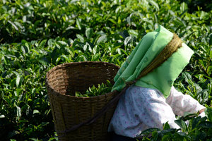 Bild: Eine Teepflückerin bei der Arbeit