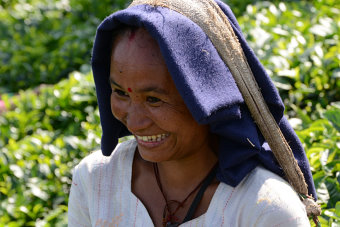 Bild: Eine Teepflückerin bei der Arbeit