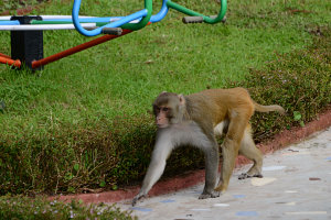 Bild: Ein Affe läuft uns fast über die Füße