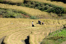 Bild: Bauern bei der Reisernte
