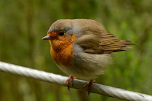 Bild: kleiner frecher Vogel