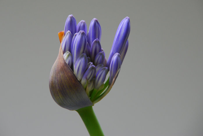 Das perfekte Bild - Blüte der Schmucklilie