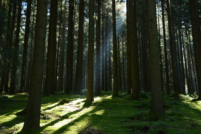 Ein Lichtstrahl kämpft sich durch den dichten Nadelwald