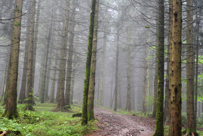 Nebel im Wald