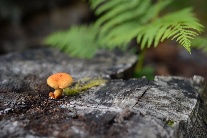 Pilz an stimmungsvollem Licht