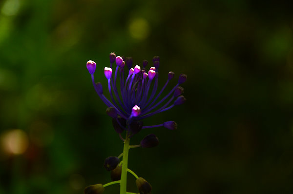 Sonnenstrahl trifft unbekannte Blume