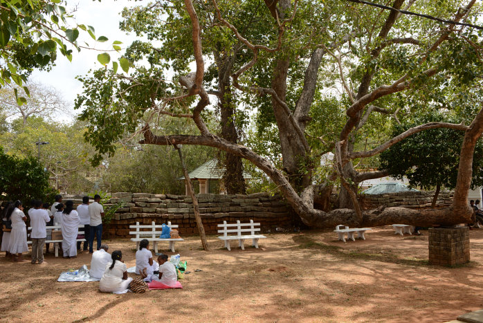 Betende unter einem Bodhi-Baum