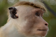 Bild: Affen-Posing