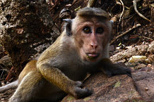Bild: Affen-Posing