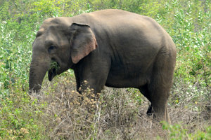 Bild: Elefant unterwegs