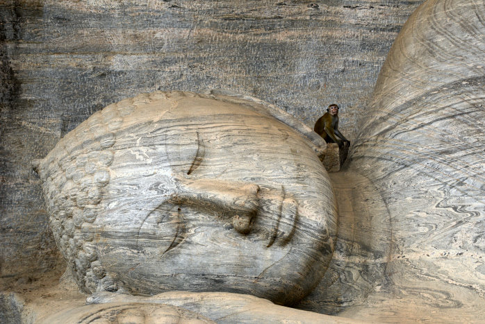 Affe auf dem Kopf des liegenden Buddha