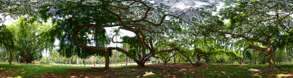 Bild: 360°-Panorama unter einem Baum Bild: 360°-Panorama unter einem Baum