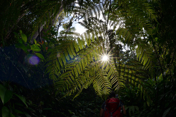 Elke an Farn im Gegenlicht