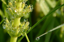 Bild: Wassertropfen auf einer Pflanze