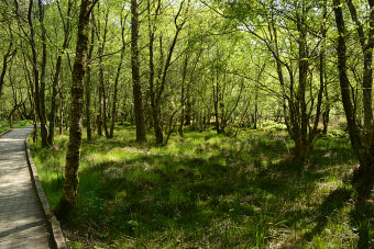 Bild: Auf einem Bohlenweg durchs Moor