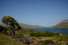 Bild: Der einzige Fjord hier 'Killary Harbour'