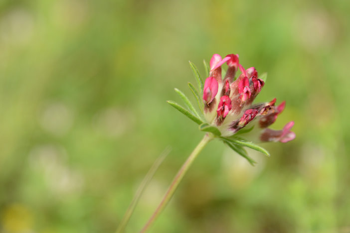 Eine tolle Wanderung zum Blumen fotografieren