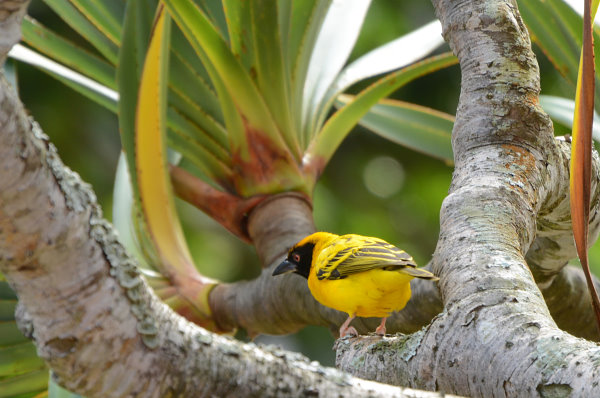 Schöner Vogel