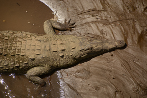 Krokodile im Fluß