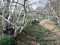 Bild: Birkenwald Bild: Birkenwald