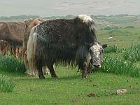 Bild: Yak Bild: Yak