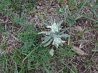 Bild: Edelweis Bild: Edelweis