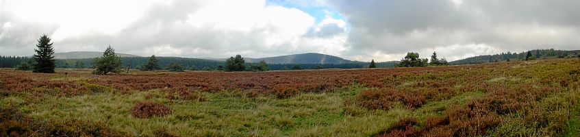 Bild: Heinsberger Heide