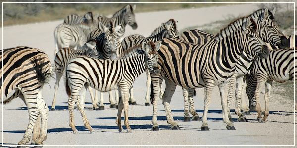 Bild: Zebrastreifen auf der Strasse