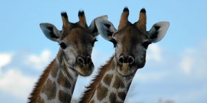 Bild: Giraffe Bild: Giraffe