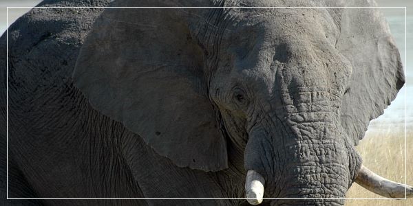 Bild: Olifant Bild: Olifant