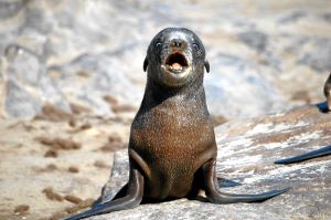 Bild: Robben bei Cape Cross