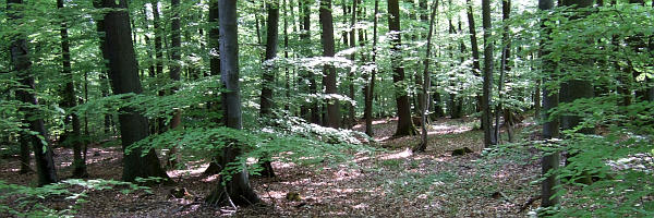 Bild: Lichtstimmung im Wald