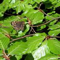 Bild: Schmetterling auf einer Hainbuche Bild: Schmetterling auf einer Hainbuche