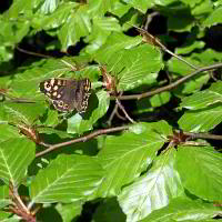 Bild: Schmetterling auf einer Hainbuche