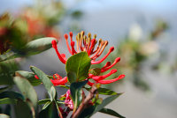 Bild: Blüte des Feuerbaums Bild: Blüte des Feuerbaums